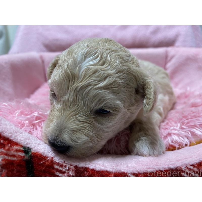 販売中の長野県のミックス犬-398925の3枚目