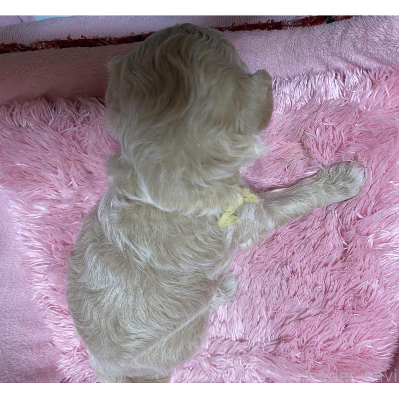 販売中の長野県のミックス犬-398925の2枚目