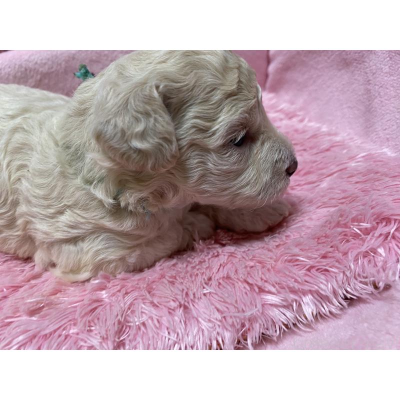 販売中の長野県のミックス犬-398927の1枚目