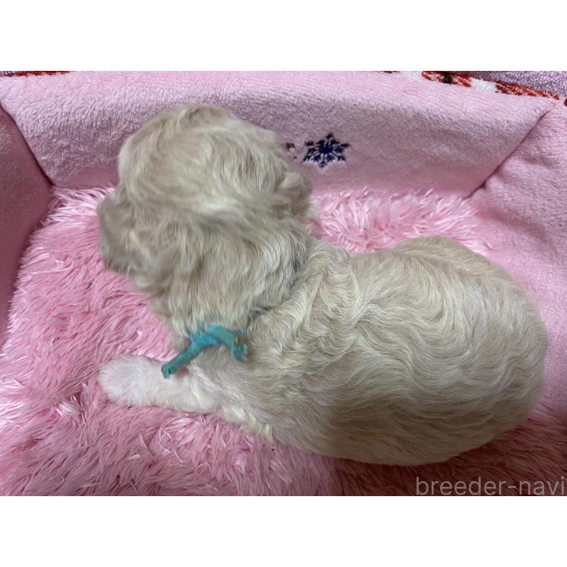 販売中の長野県のミックス犬-398927の2枚目
