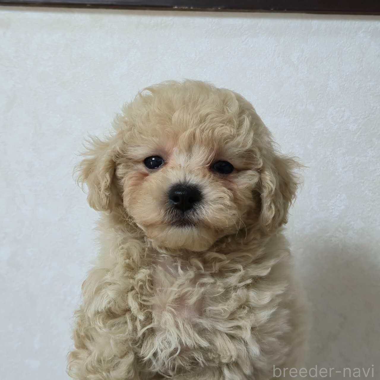 成約済の埼玉県のミックス犬-398929の1枚目