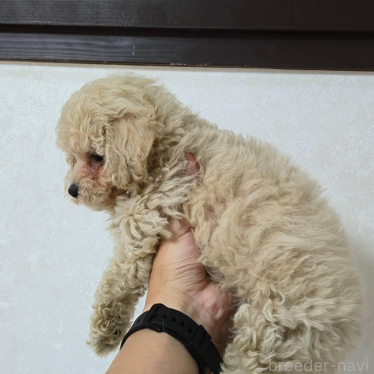 成約済の埼玉県のミックス犬-398929の3枚目