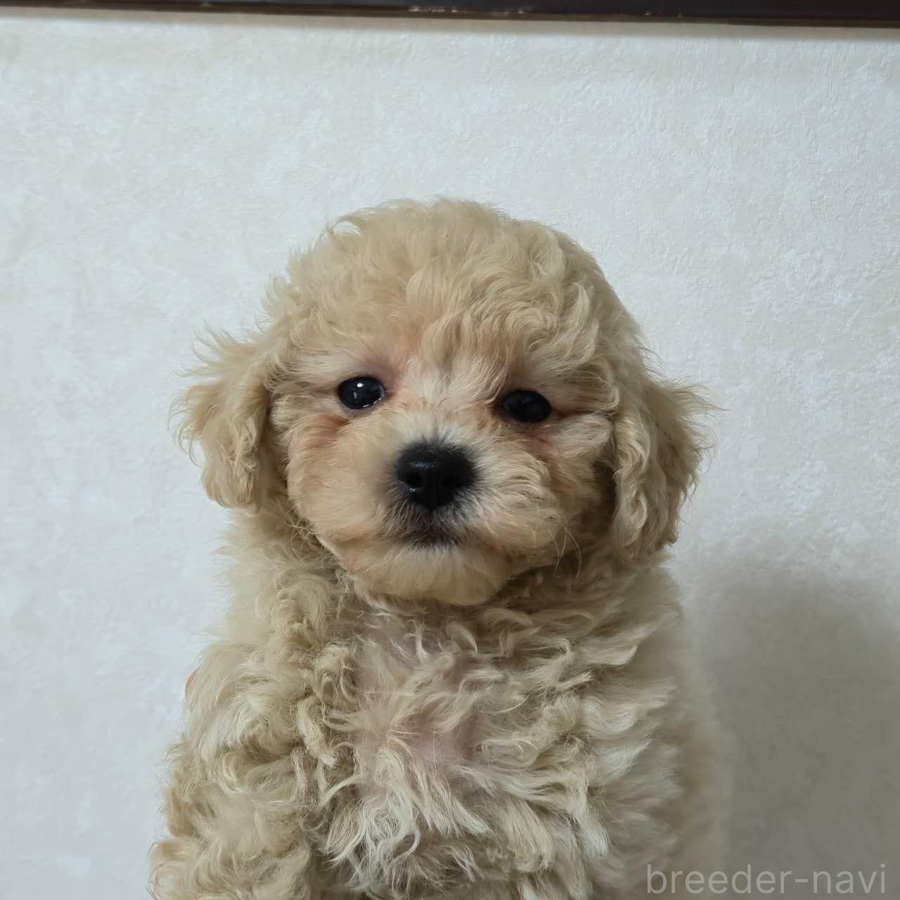成約済の埼玉県のミックス犬-398929の2枚目