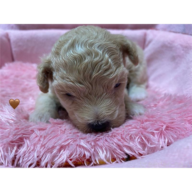 販売中の長野県のミックス犬-398930の4枚目