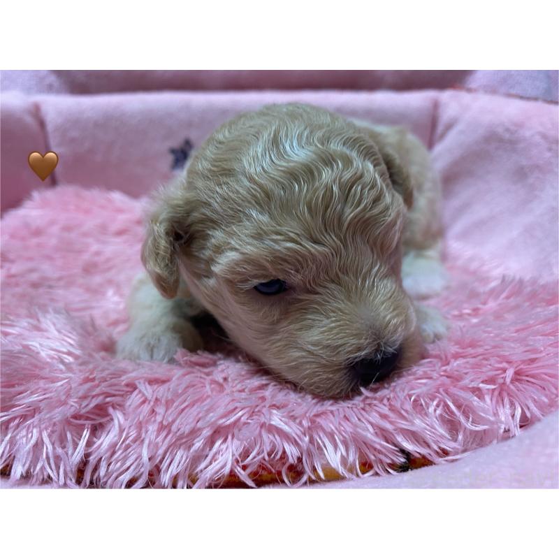 販売中の長野県のミックス犬-398930