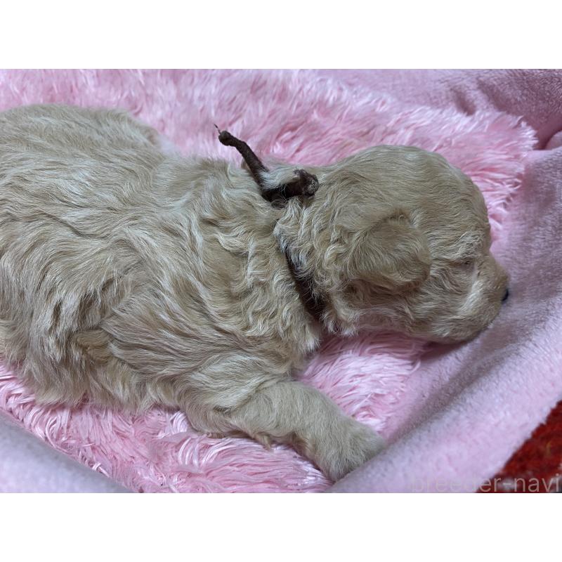 販売中の長野県のミックス犬-398930の3枚目