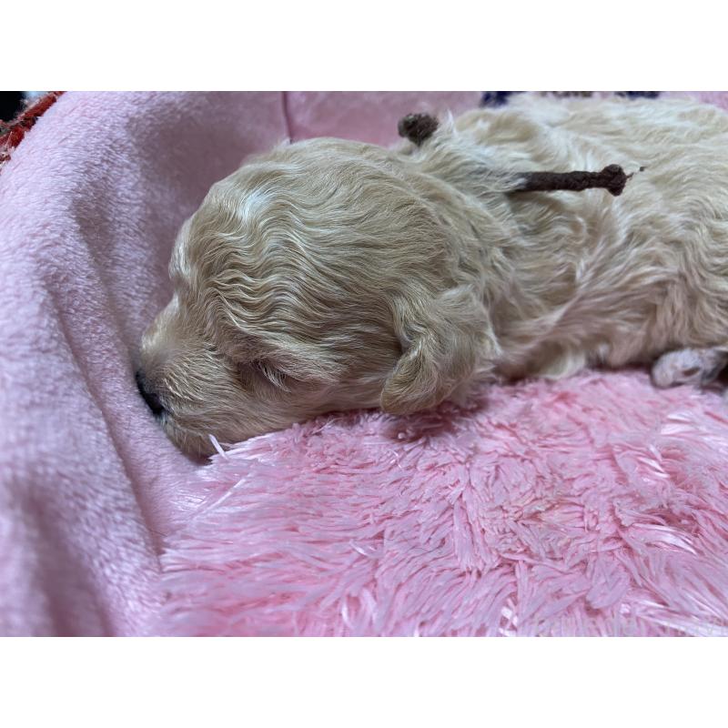 販売中の長野県のミックス犬-398930の2枚目