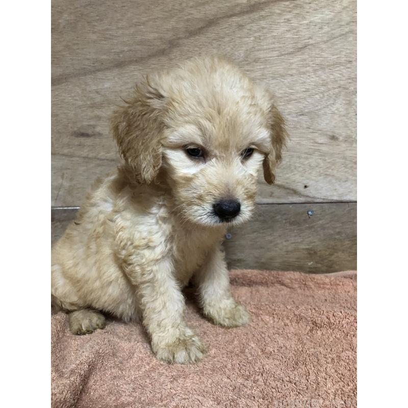 販売中の兵庫県のゴールデンドゥードル:ゴールデンレトリーバー×プードル-398932の5枚目