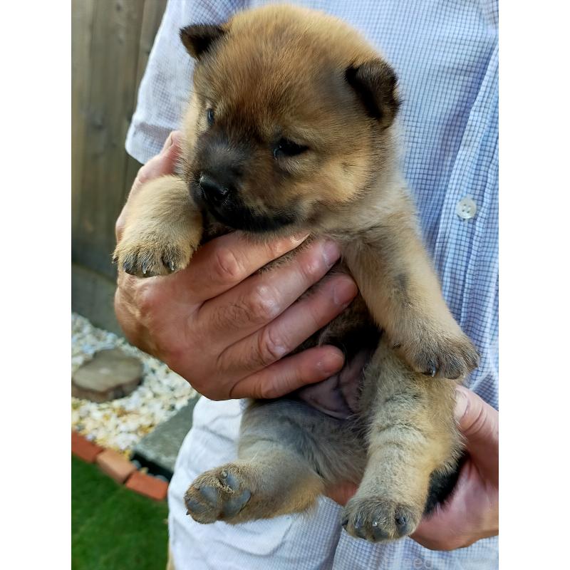 販売中の北海道の北海道犬-398938の4枚目