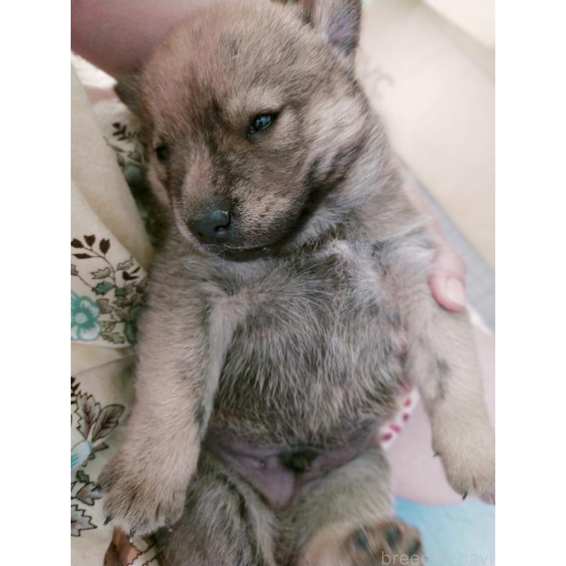 販売中の北海道の北海道犬-398938の2枚目