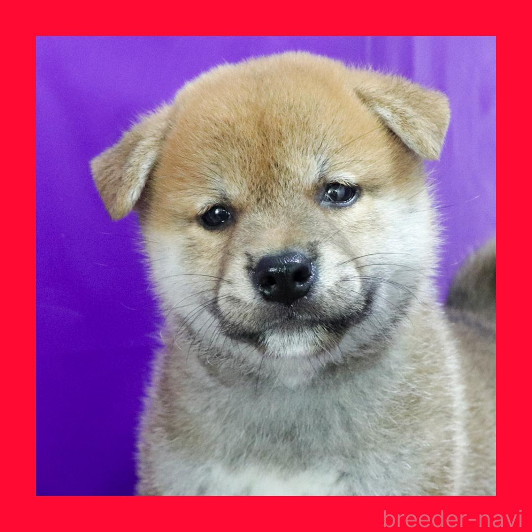 販売中の愛知県の柴犬-393952