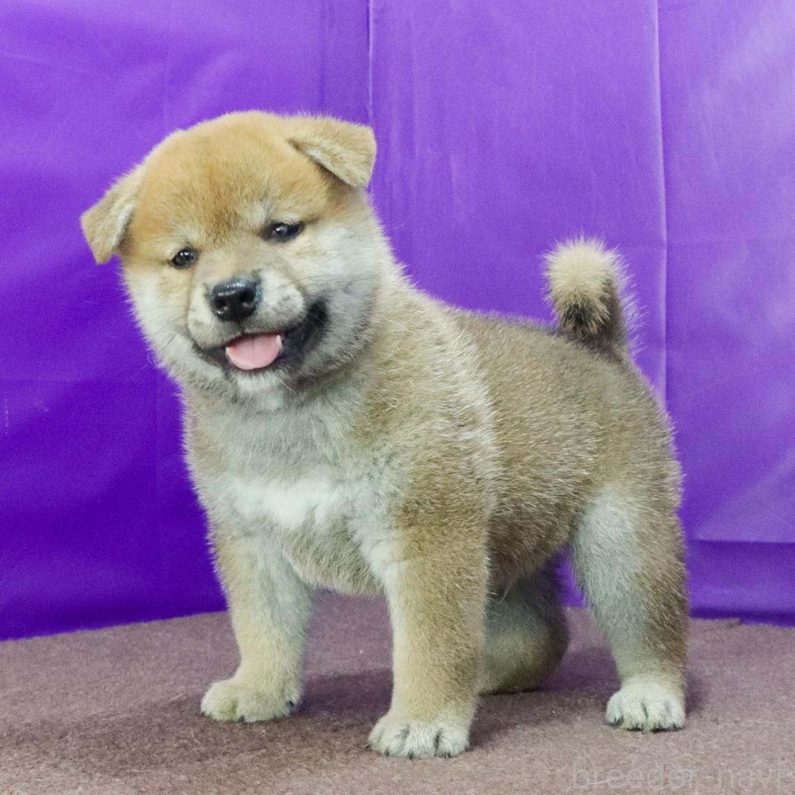販売中の愛知県の柴犬-393952の5枚目