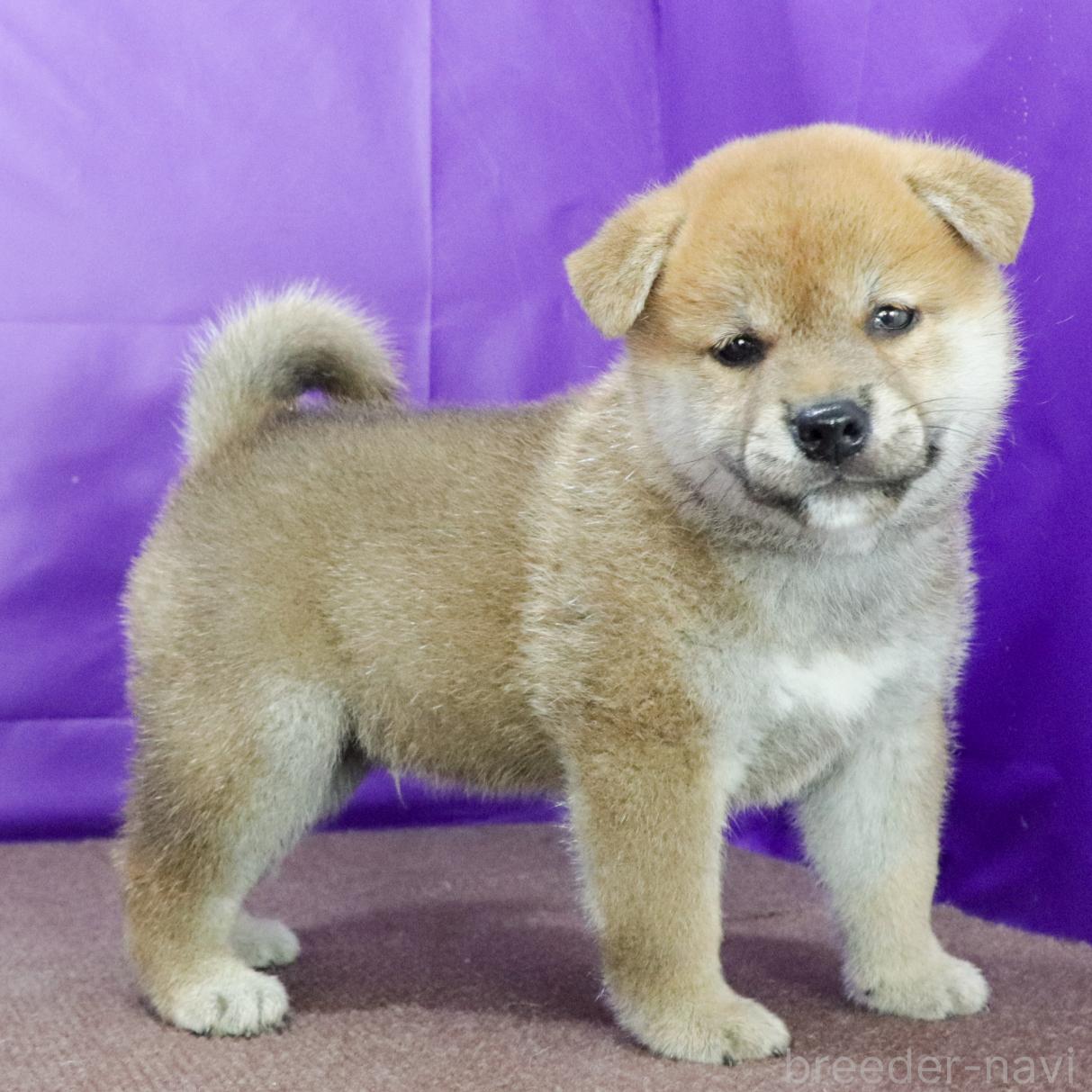 販売中の愛知県の柴犬-393952の4枚目