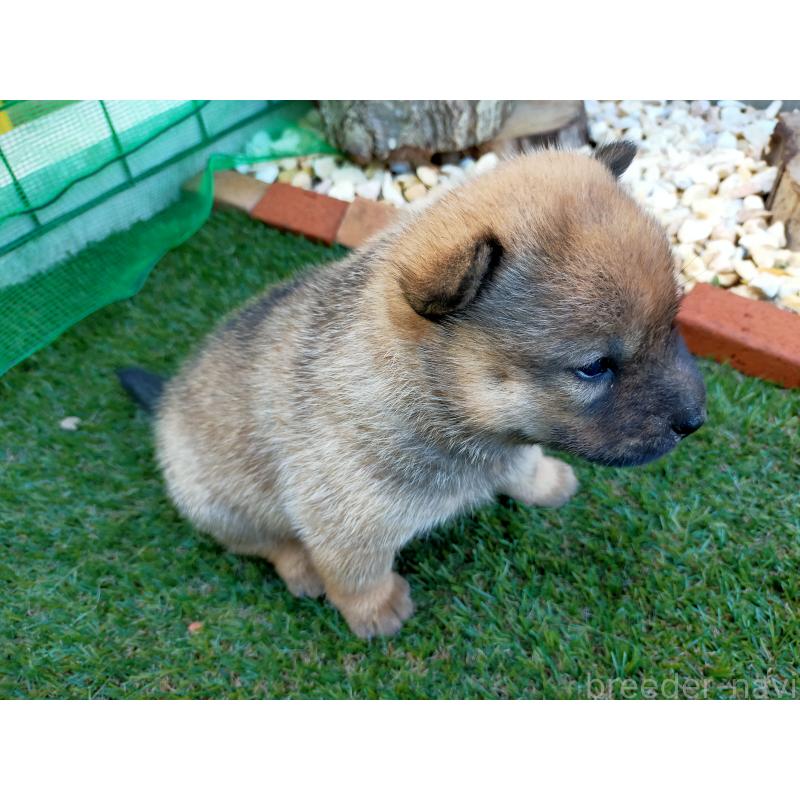 販売中の北海道の北海道犬-398942の6枚目