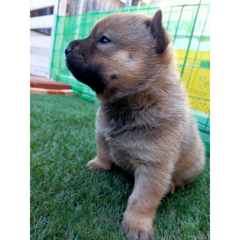 販売中の北海道の北海道犬-398942の4枚目