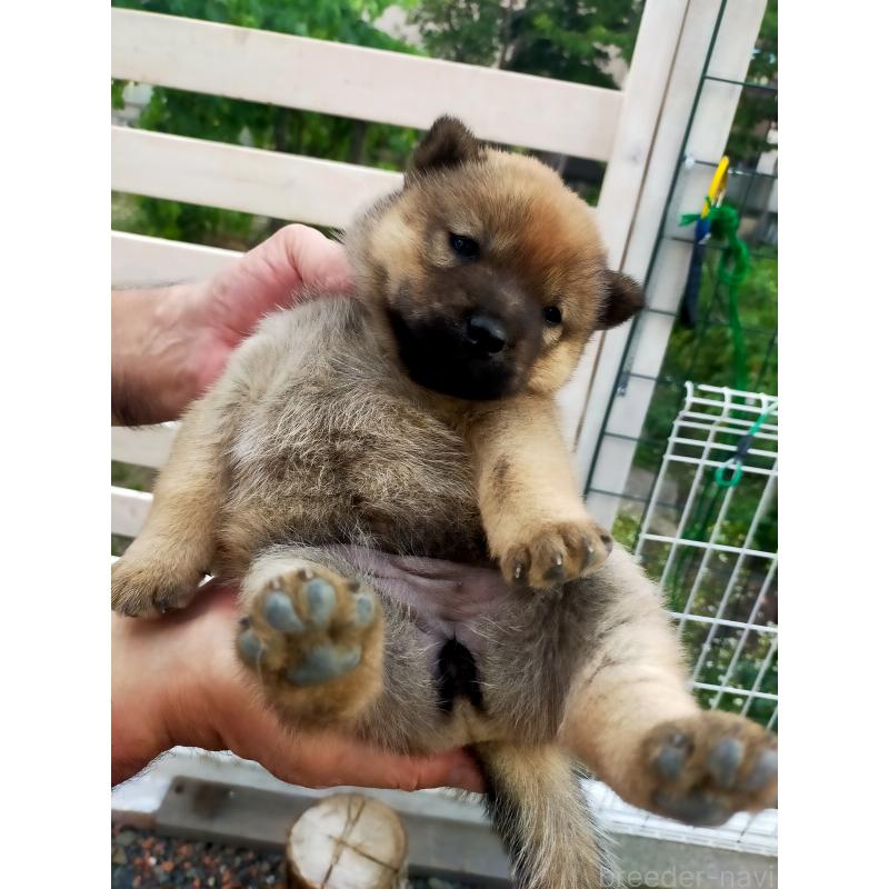 販売中の北海道の北海道犬-398942の3枚目