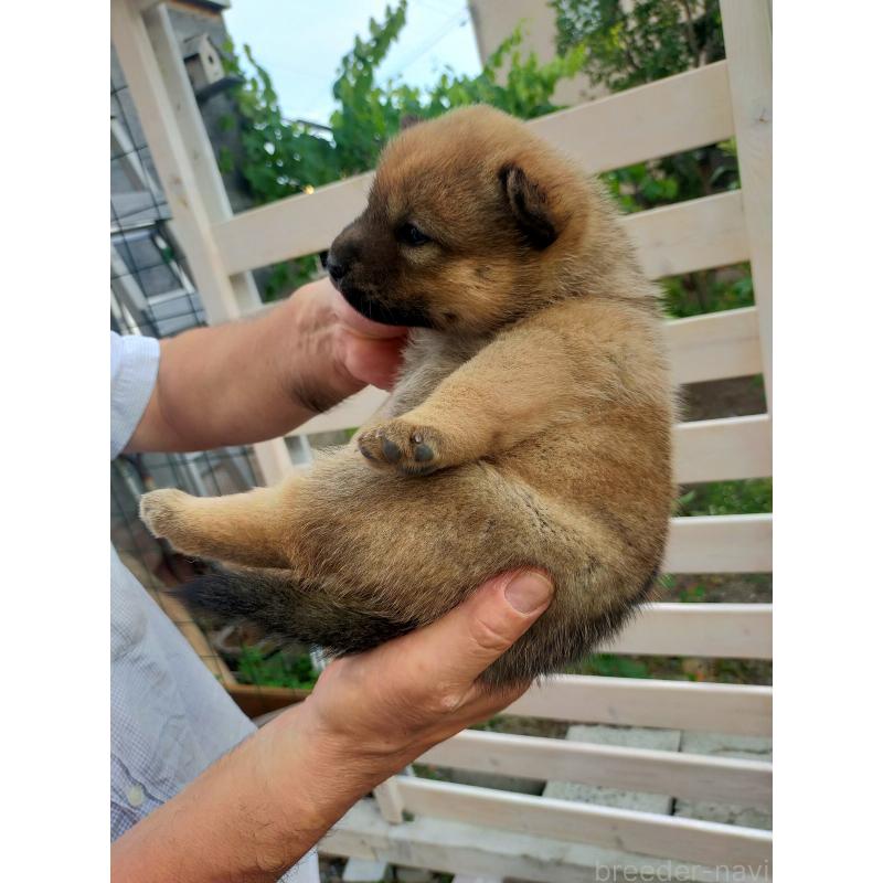 販売中の北海道の北海道犬-398942の2枚目