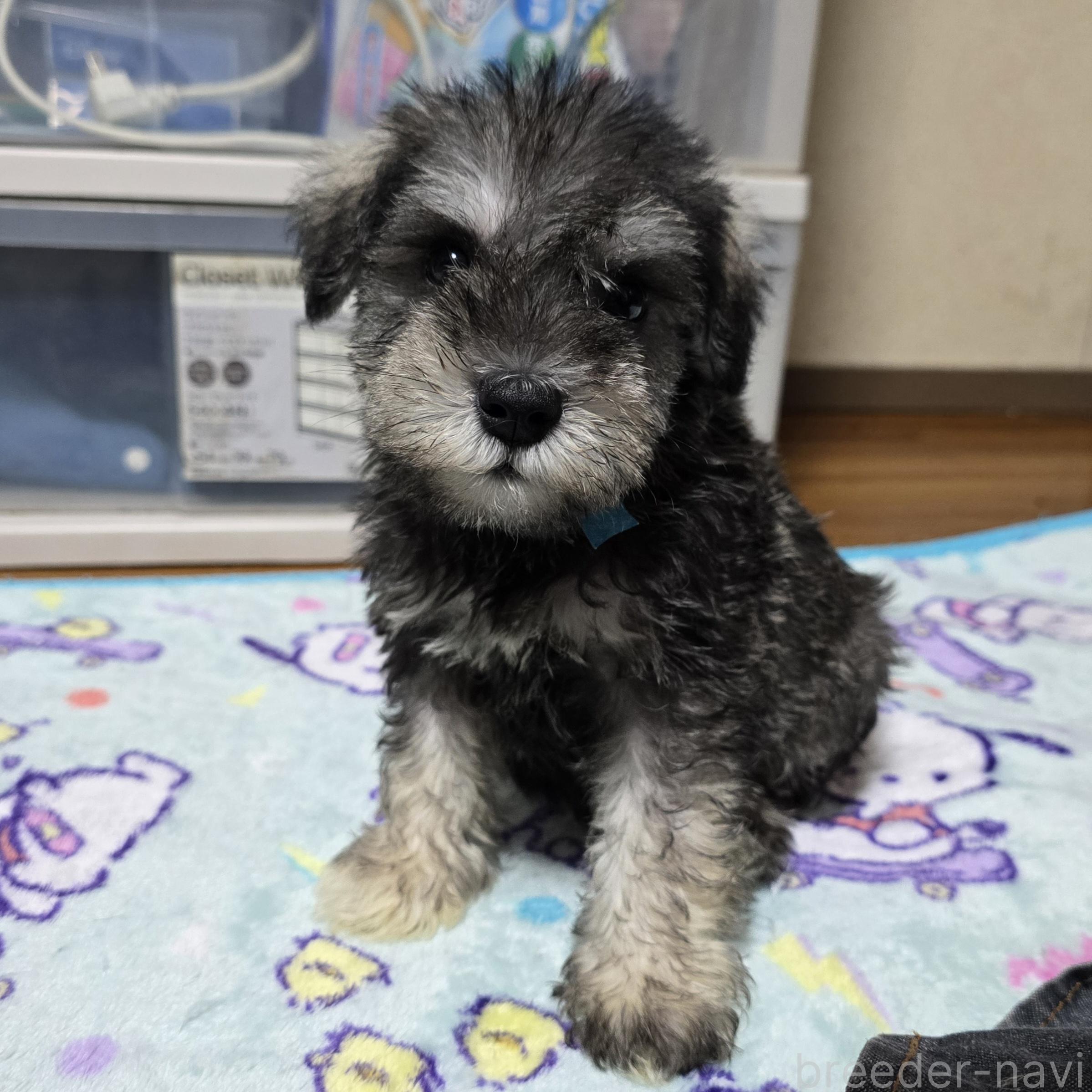 成約済の岡山県のミニチュアシュナウザー-394054の4枚目