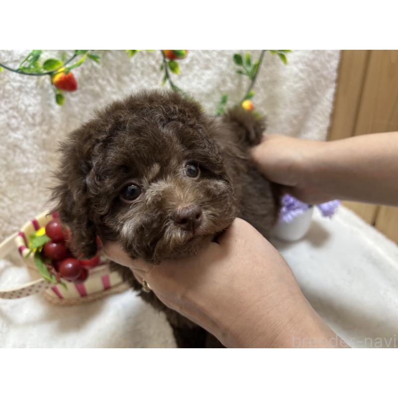 販売中の埼玉県のタイニープードル-398948の6枚目