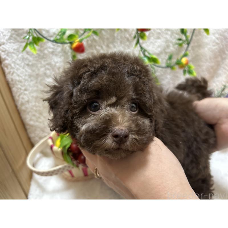 販売中の埼玉県のタイニープードル-398948の3枚目
