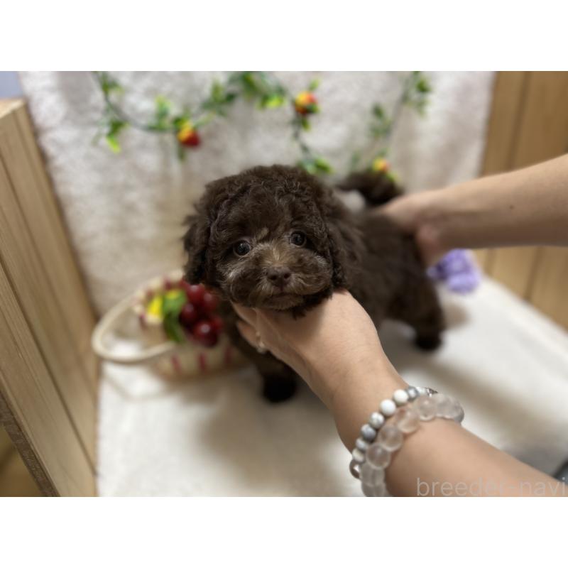 販売中の埼玉県のタイニープードル-398948の2枚目