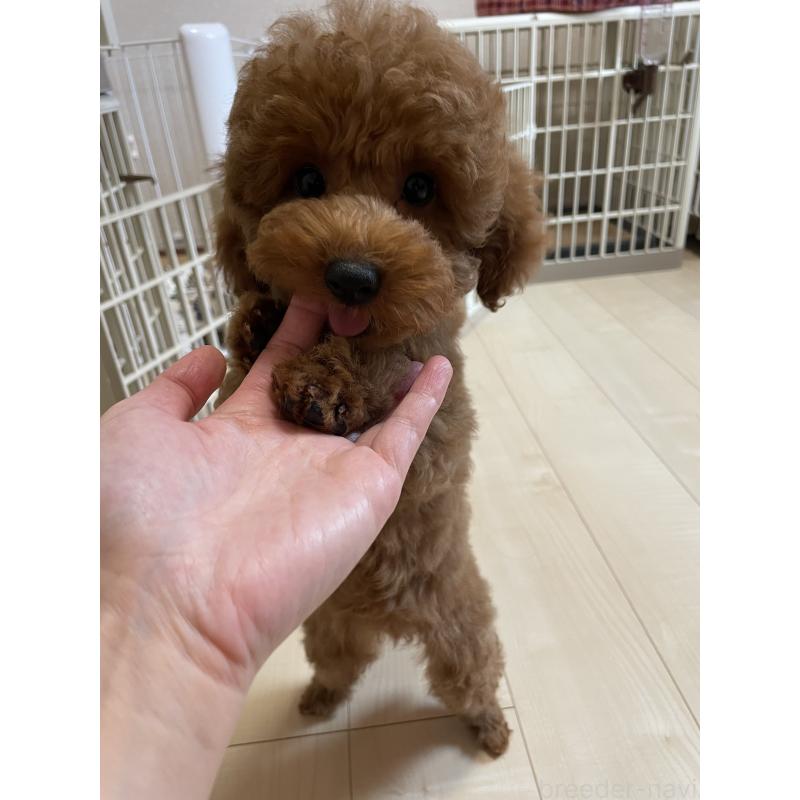さくら🌸ちゃん1枚目