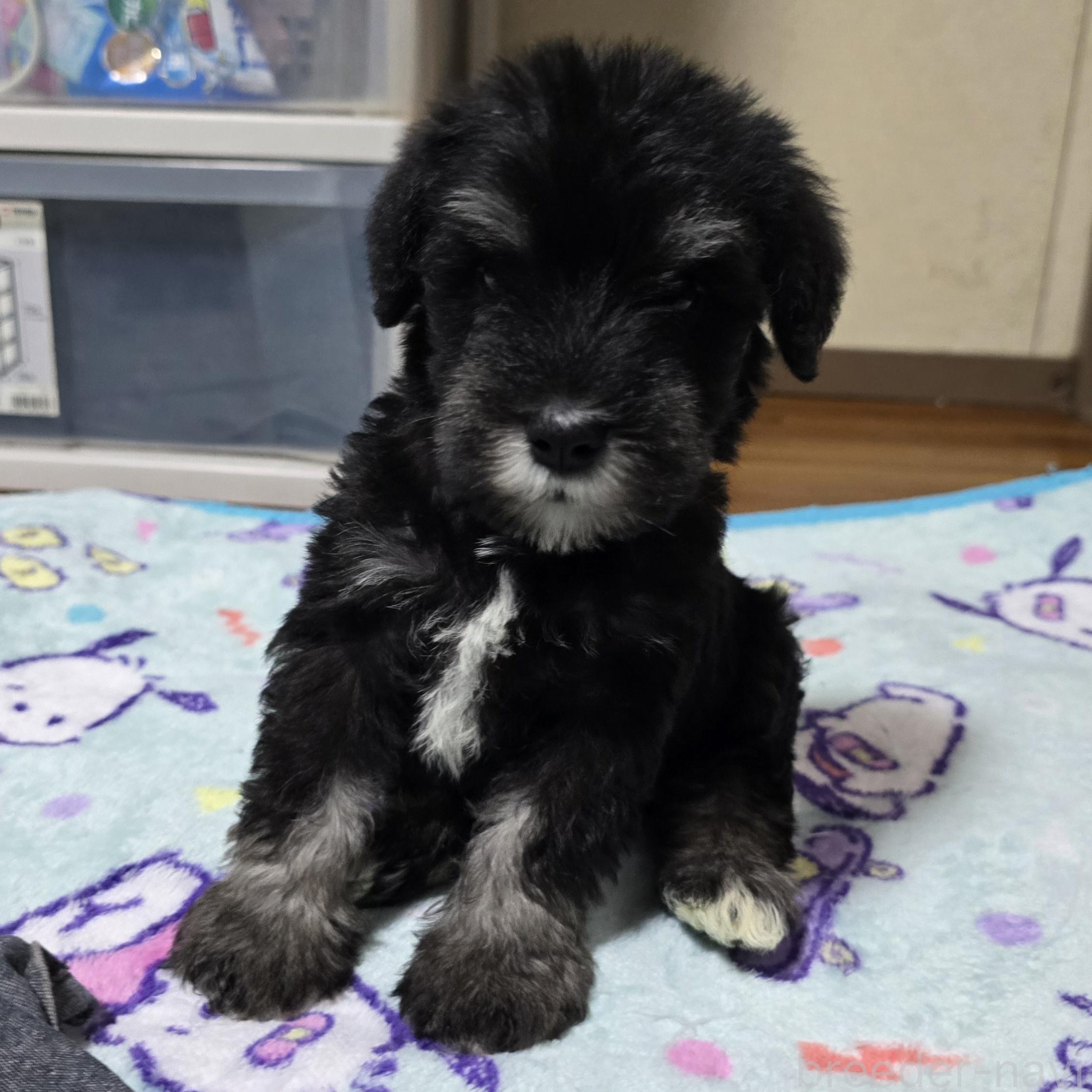 販売中の岡山県のミニチュアシュナウザー-394061