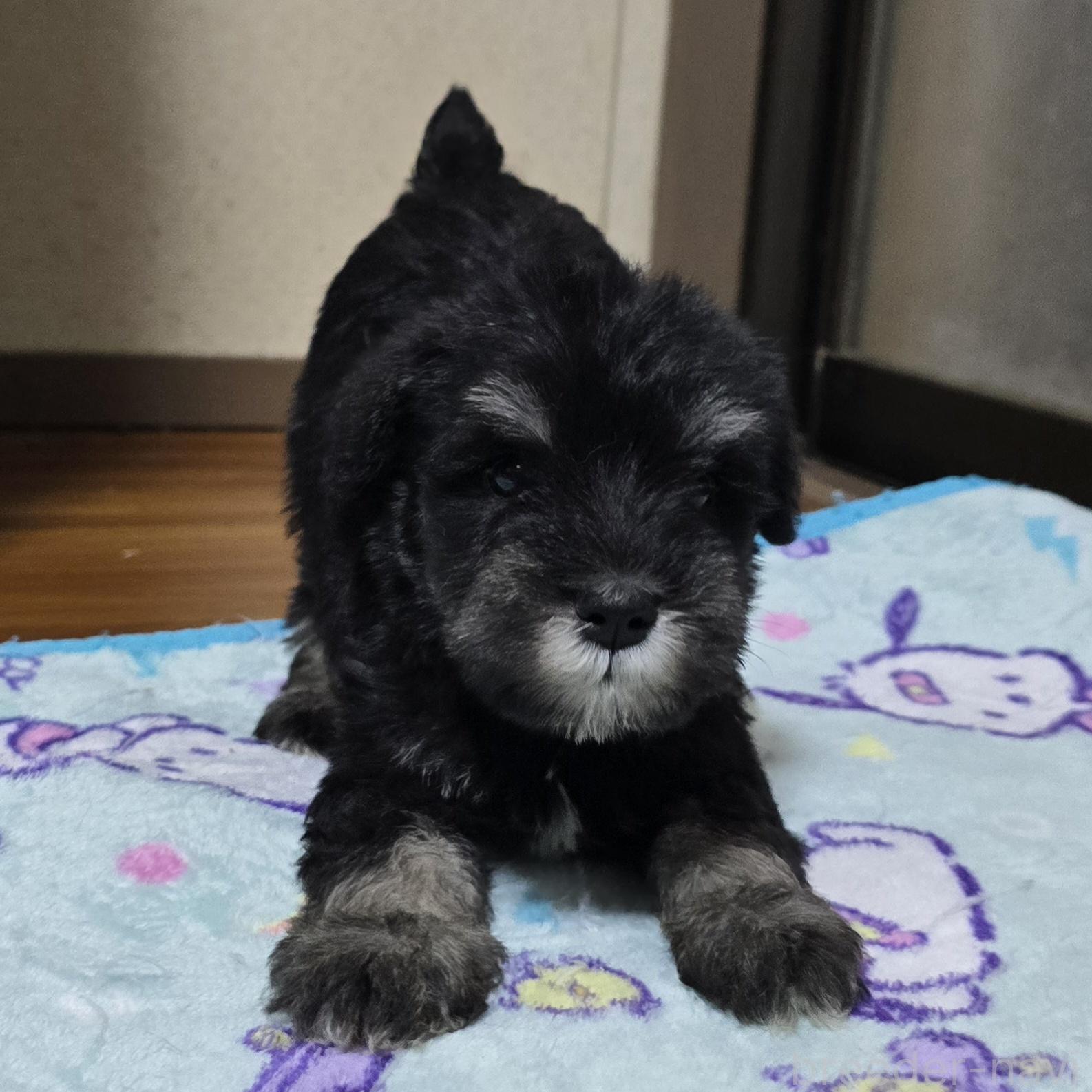 販売中の岡山県のミニチュアシュナウザー-394061の4枚目