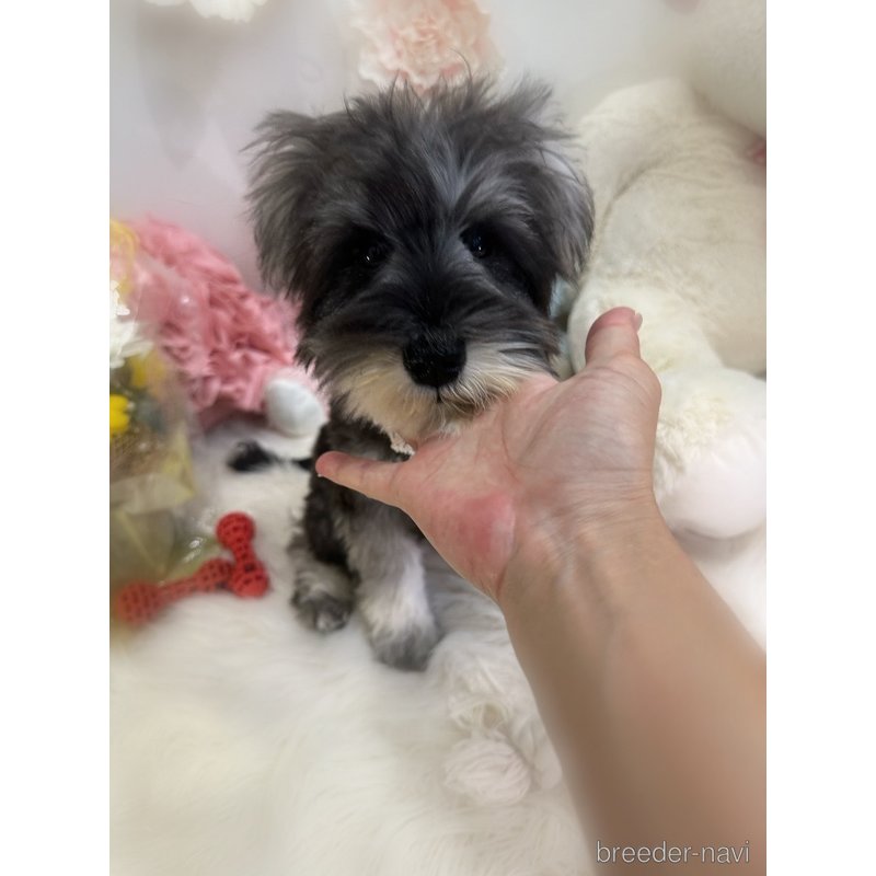 販売中の香川県のミニチュアシュナウザー-377332の2枚目