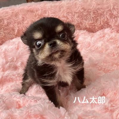 販売中の群馬県のチワワ(ロングコート)-398751の11枚目