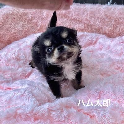 販売中の群馬県のチワワ(ロングコート)-398751の10枚目