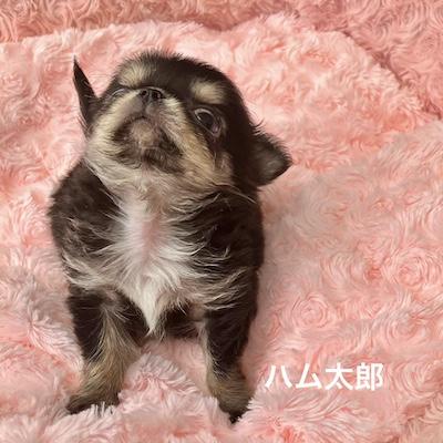 販売中の群馬県のチワワ(ロングコート)-398751の9枚目