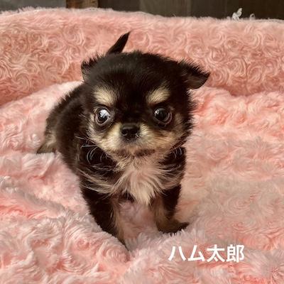 販売中の群馬県のチワワ(ロングコート)-398751の8枚目