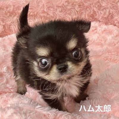 販売中の群馬県のチワワ(ロングコート)-398751の7枚目