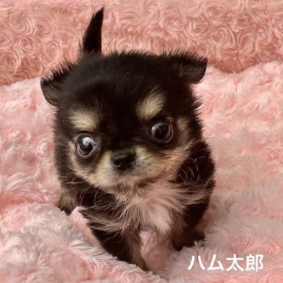 販売中の群馬県のチワワ(ロングコート)-398751の5枚目