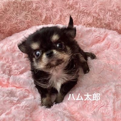 販売中の群馬県のチワワ(ロングコート)-398751