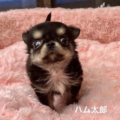 販売中の群馬県のチワワ(ロングコート)-398751の4枚目