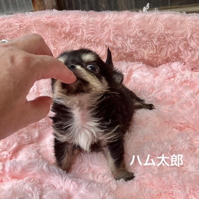 販売中の群馬県のチワワ(ロングコート)-398751の3枚目