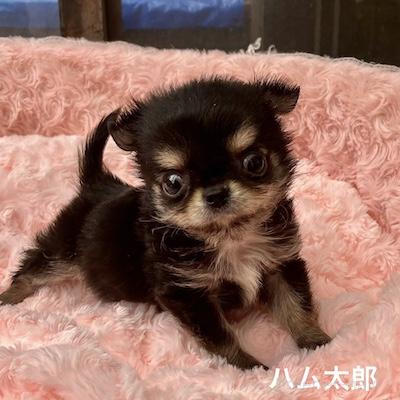 販売中の群馬県のチワワ(ロングコート)-398751の2枚目
