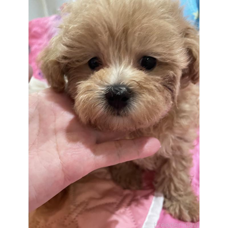 販売中の福岡県のミックス犬-398753の4枚目