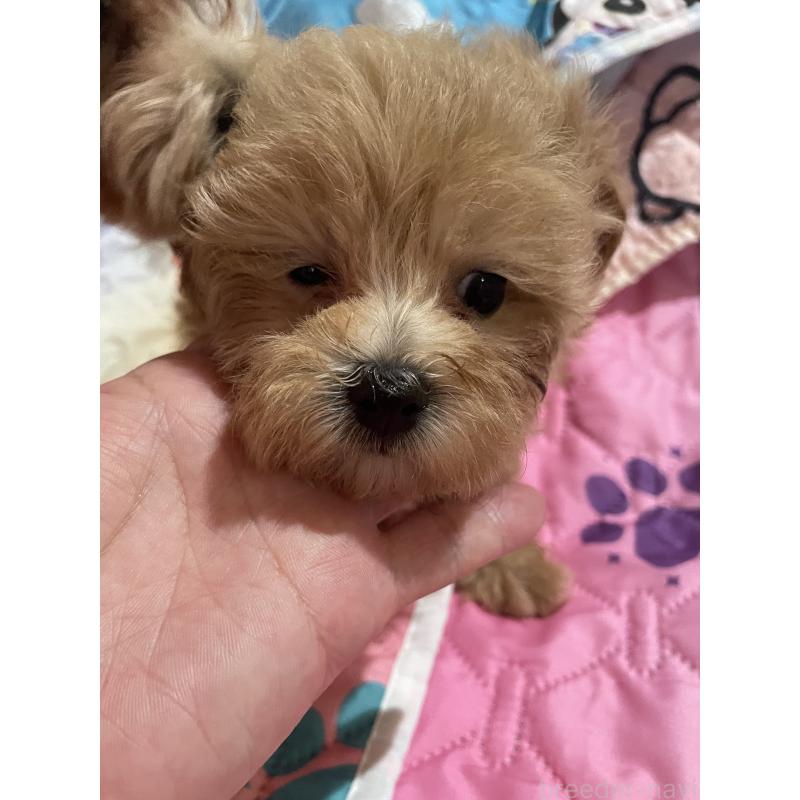 販売中の福岡県のミックス犬-398753の3枚目