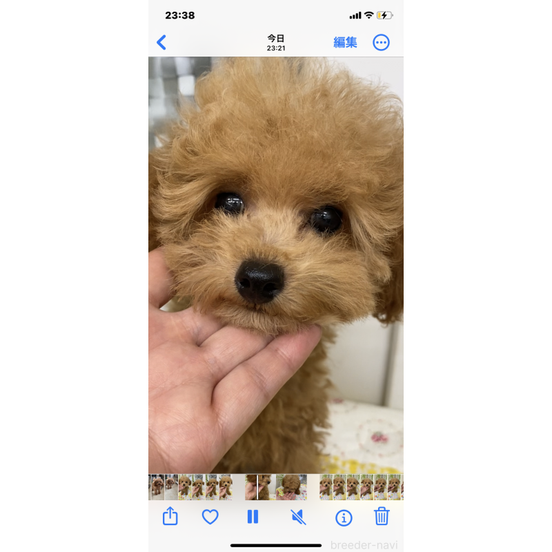 販売中の北海道のタイニープードル-398949の9枚目