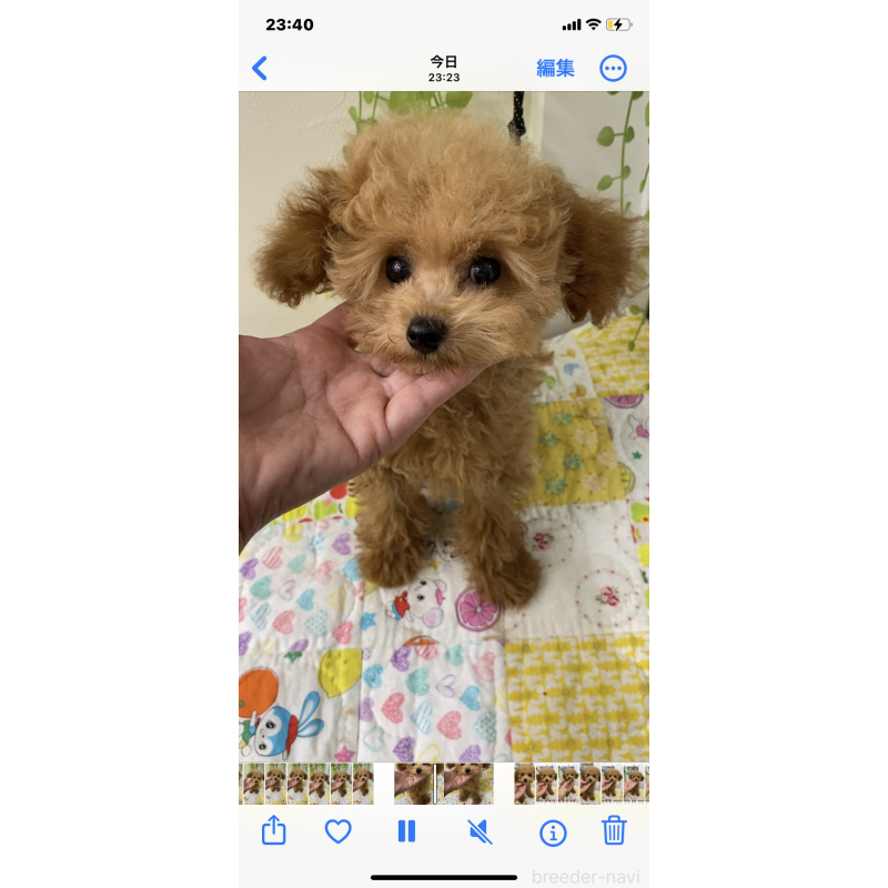 販売中の北海道のタイニープードル-398949の6枚目