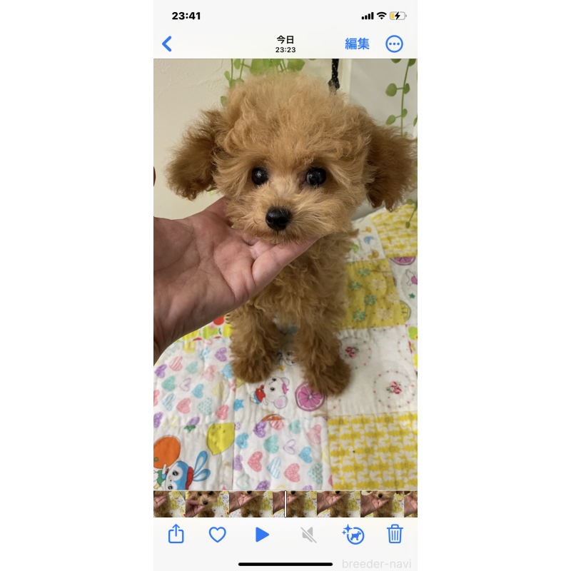 販売中の北海道のタイニープードル-398949の5枚目