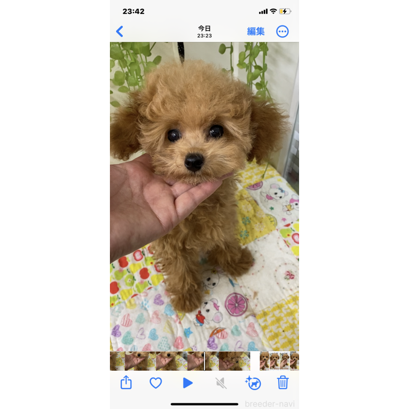 販売中の北海道のタイニープードル-398949の4枚目