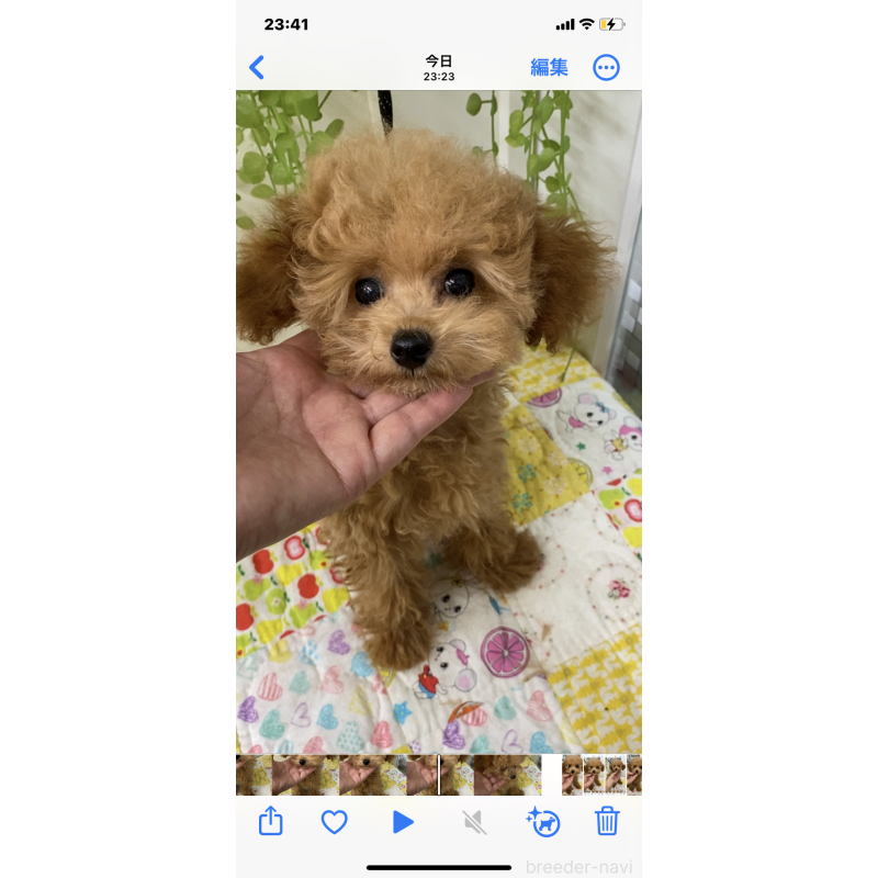 販売中の北海道のタイニープードル-398949の3枚目