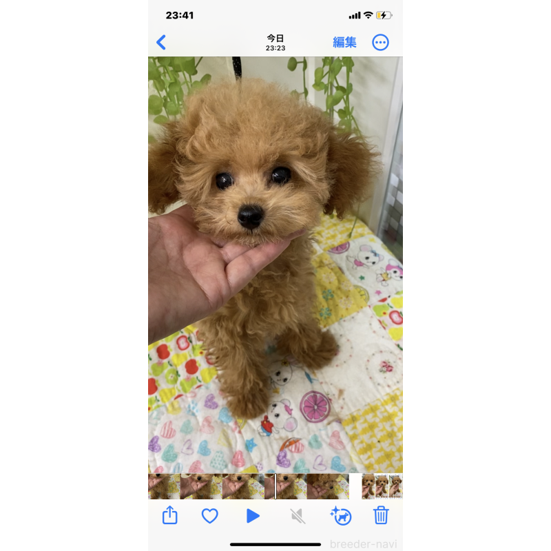 販売中の北海道のタイニープードル-398949の2枚目