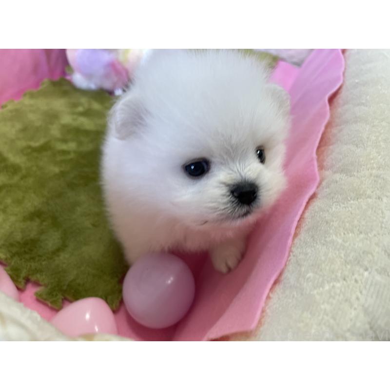 成約済の岐阜県のポメラニアン-396776の6枚目