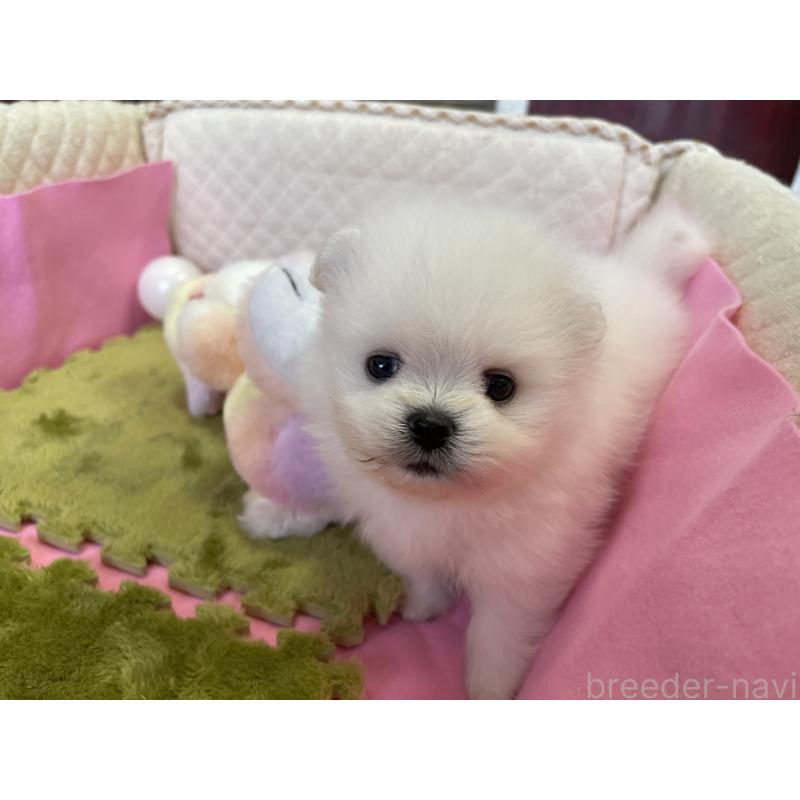 成約済の岐阜県のポメラニアン-396776の5枚目