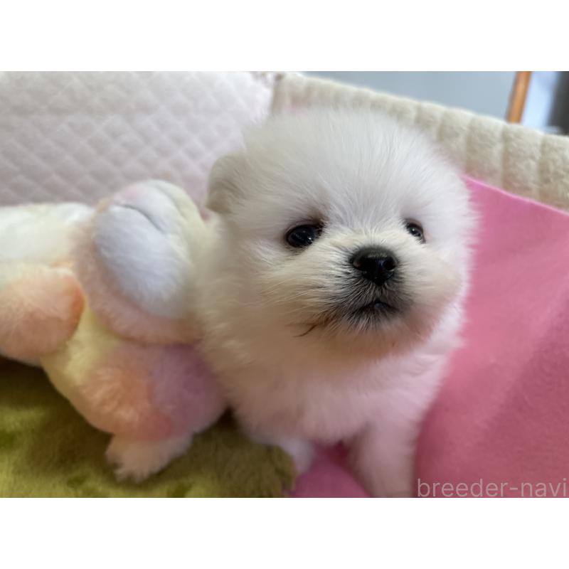 成約済の岐阜県のポメラニアン-396776の4枚目